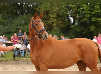 Koń trakeński, Klacz, 2 lat, Kasztanowata