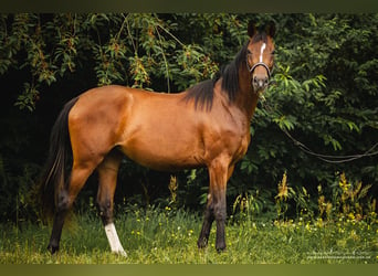 Koń trakeński, Klacz, 3 lat, 160 cm, Gniada