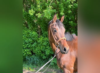 Koń trakeński, Klacz, 3 lat, 160 cm, Gniada