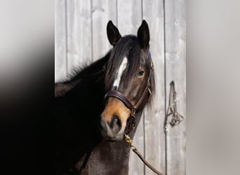 Koń trakeński, Klacz, 3 lat, 160 cm, Gniada
