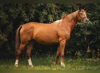 Koń trakeński, Klacz, 3 lat, 160 cm, Kasztanowata