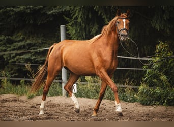 Koń trakeński, Klacz, 3 lat, 160 cm, Kasztanowata