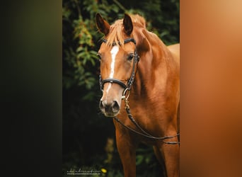 Koń trakeński, Klacz, 3 lat, 160 cm, Kasztanowata