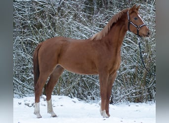 Koń trakeński, Klacz, 3 lat, 160 cm, Kasztanowata