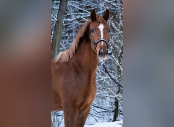 Koń trakeński, Klacz, 3 lat, 160 cm, Kasztanowata