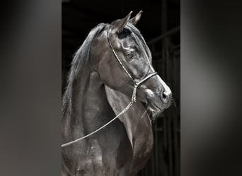 Koń trakeński, Klacz, 3 lat, 160 cm, Skarogniada