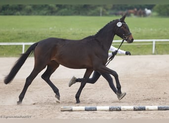 Koń trakeński, Klacz, 3 lat, 162 cm