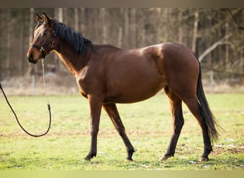 Koń trakeński, Klacz, 3 lat, 163 cm, Gniada
