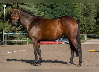 Koń trakeński, Klacz, 3 lat, 163 cm, Gniada