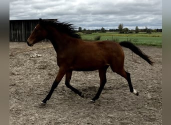 Koń trakeński, Klacz, 3 lat, 163 cm, Gniada