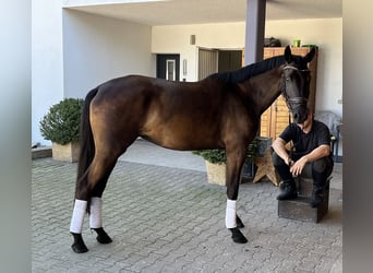 Koń trakeński, Klacz, 3 lat, 164 cm, Skarogniada