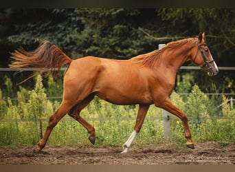 Koń trakeński, Klacz, 3 lat, 165 cm, Kasztanowata