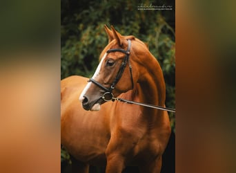 Koń trakeński, Klacz, 3 lat, 165 cm, Kasztanowata