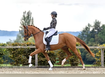 Koń trakeński, Klacz, 3 lat, 165 cm, Kasztanowata