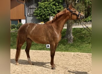 Koń trakeński, Klacz, 3 lat, 165 cm, Kasztanowata