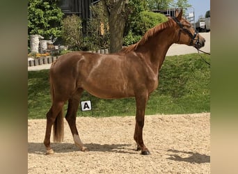 Koń trakeński, Klacz, 3 lat, 165 cm, Kasztanowata
