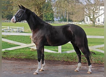 Koń trakeński, Klacz, 3 lat, 165 cm, Skarogniada