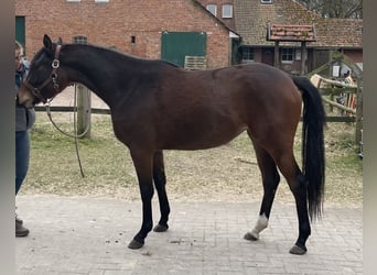 Koń trakeński, Klacz, 3 lat, 166 cm, Gniada