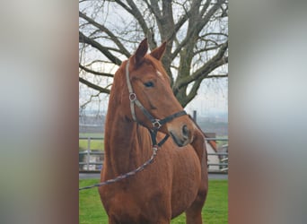 Koń trakeński, Klacz, 3 lat, 166 cm, Kasztanowata