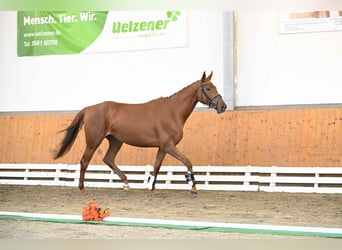 Koń trakeński, Klacz, 3 lat, 166 cm, Kasztanowata