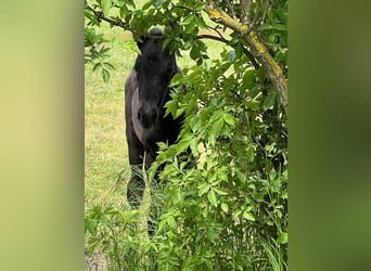 Koń trakeński, Klacz, 3 lat, 167 cm, Kara