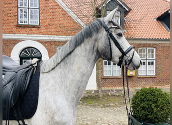 Koń trakeński, Klacz, 3 lat, 167 cm, Siwa