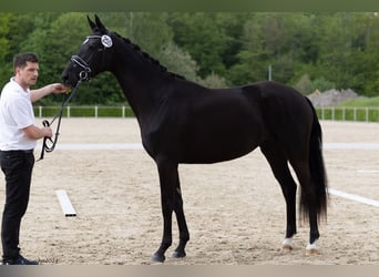 Koń trakeński, Klacz, 3 lat, 168 cm, Skarogniada