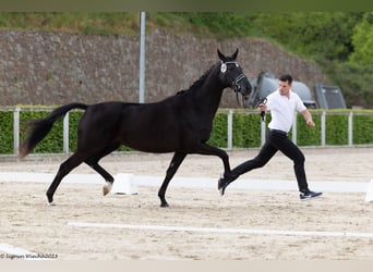 Koń trakeński, Klacz, 3 lat, 168 cm, Skarogniada