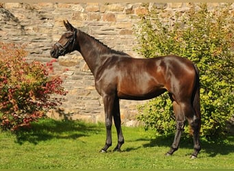 Koń trakeński, Klacz, 3 lat, 169 cm, Ciemnogniada