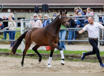 Koń trakeński, Klacz, 3 lat, 169 cm, Gniada