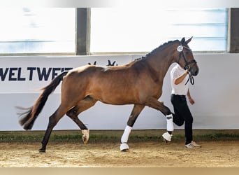 Koń trakeński, Klacz, 3 lat, 170 cm, Gniada