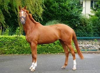Koń trakeński, Klacz, 3 lat, 170 cm, Kasztanowata