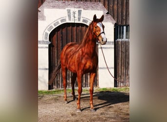 Koń trakeński, Klacz, 3 lat, 170 cm, Kasztanowata