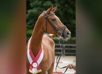 Koń trakeński, Klacz, 3 lat, 171 cm, Kasztanowata