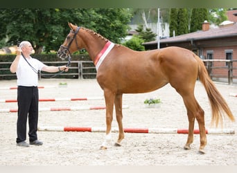 Koń trakeński, Klacz, 3 lat, 171 cm, Kasztanowata