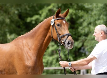 Koń trakeński, Klacz, 3 lat, 171 cm, Kasztanowata