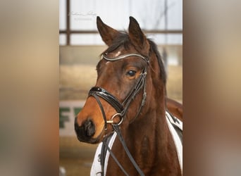 Koń trakeński, Klacz, 4 lat, 155 cm, Gniada