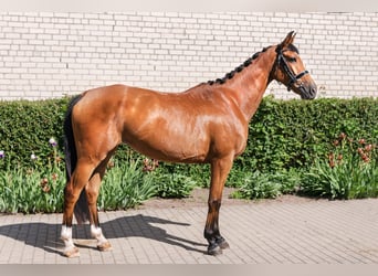 Koń trakeński, Klacz, 4 lat, 158 cm, Gniada