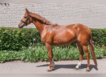 Koń trakeński, Klacz, 4 lat, 160 cm, Cisawa