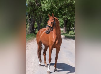 Koń trakeński, Klacz, 4 lat, 160 cm, Cisawa