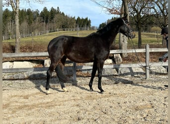 Koń trakeński, Klacz, 4 lat, 160 cm, Gniada