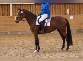 Koń trakeński, Klacz, 4 lat, 160 cm, Gniada