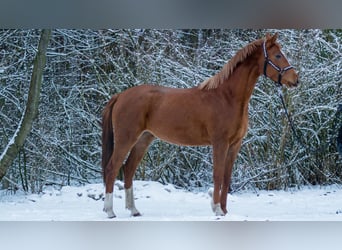 Koń trakeński, Klacz, 4 lat, 160 cm, Kasztanowata