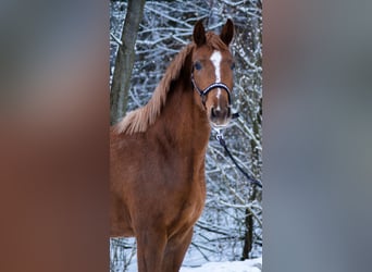 Koń trakeński, Klacz, 4 lat, 160 cm, Kasztanowata