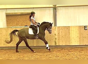 Koń trakeński, Klacz, 4 lat, 163 cm, Karosiwa