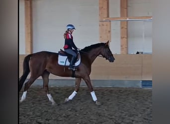 Koń trakeński, Klacz, 4 lat, 164 cm, Ciemnokasztanowata