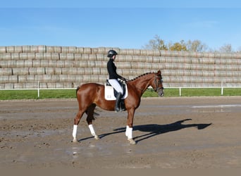 Koń trakeński, Klacz, 4 lat, 164 cm, Ciemnokasztanowata