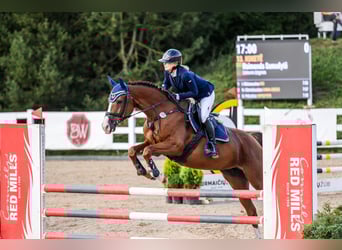 Koń trakeński, Klacz, 4 lat, 164 cm, Ciemnokasztanowata