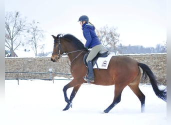 Koń trakeński, Klacz, 4 lat, 164 cm, Gniada