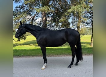 Koń trakeński, Klacz, 4 lat, 165 cm, Ciemnogniada